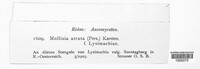 Pyrenopeziza atrata image